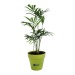 Plant d'arbre en pot terre bambou cadeau d’entreprise