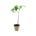 Miniature du produit Plant d'arbre en pot terre bambou 1