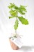 Plant d'arbre en pot terre cuite, plant publicitaire