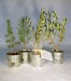Plant d'arbre en pot zinc cadeau d’entreprise