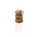 Plante déco dépolluante Tillandsia pot bambou, Petite plante dépolluante publicitaire