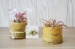 Plante déco dépolluante Tillandsia pot bambou cadeau d’entreprise