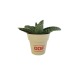 Miniature du produit Plante déco en pot bambou 4