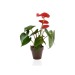 Plante déco en pot écolo bambou - biodégradable 10cm cadeau d’entreprise