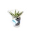 Plante dépolluante - vase en verre cadeau d’entreprise