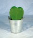 Plante grasse coeur hoya, Plante publicitaire