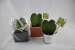 Plante grasse coeur hoya cadeau d’entreprise