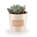 Plante grasse en pot bois cadeau d’entreprise