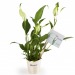 Spathiphyllum - Plante dépolluante en pot, Petite plante dépolluante publicitaire
