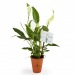 Spathiphyllum - Plante dépolluante en pot cadeau d’entreprise