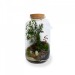 Terrarium tropical luxe cadeau d’entreprise