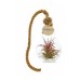 Tillandsia en ampoule cadeau d’entreprise