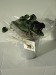 Trèfle à 4 feuilles poussé (pot zinc 10cm) cadeau d’entreprise