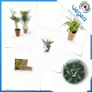 Aperçu de produits de type Petite plante dépolluante publicitaire personnalisé