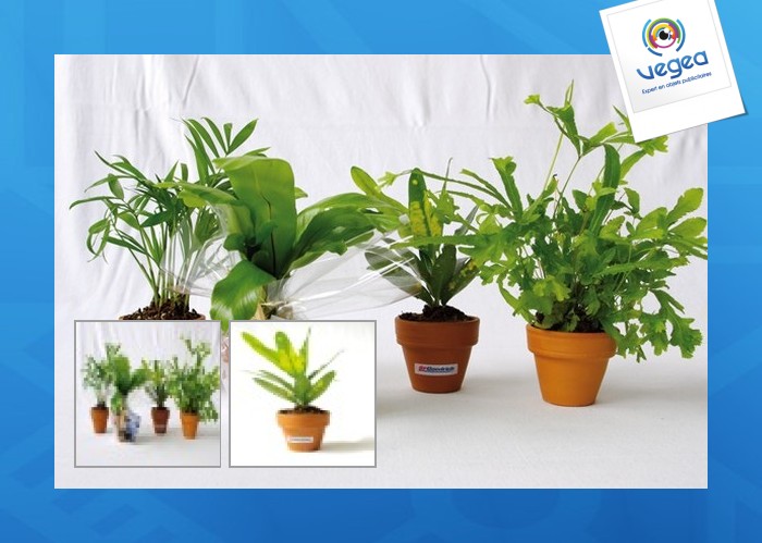 Mini plante dépolluante en pot terre cuite