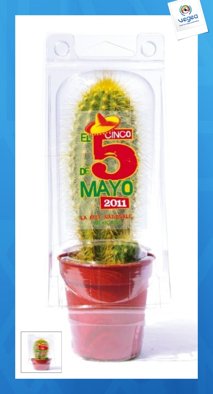 Mini serre personnalisable 1 pot cactus