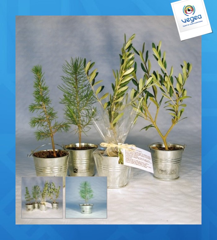 Plant d'arbre en pot personnalisable zinc - résineux
