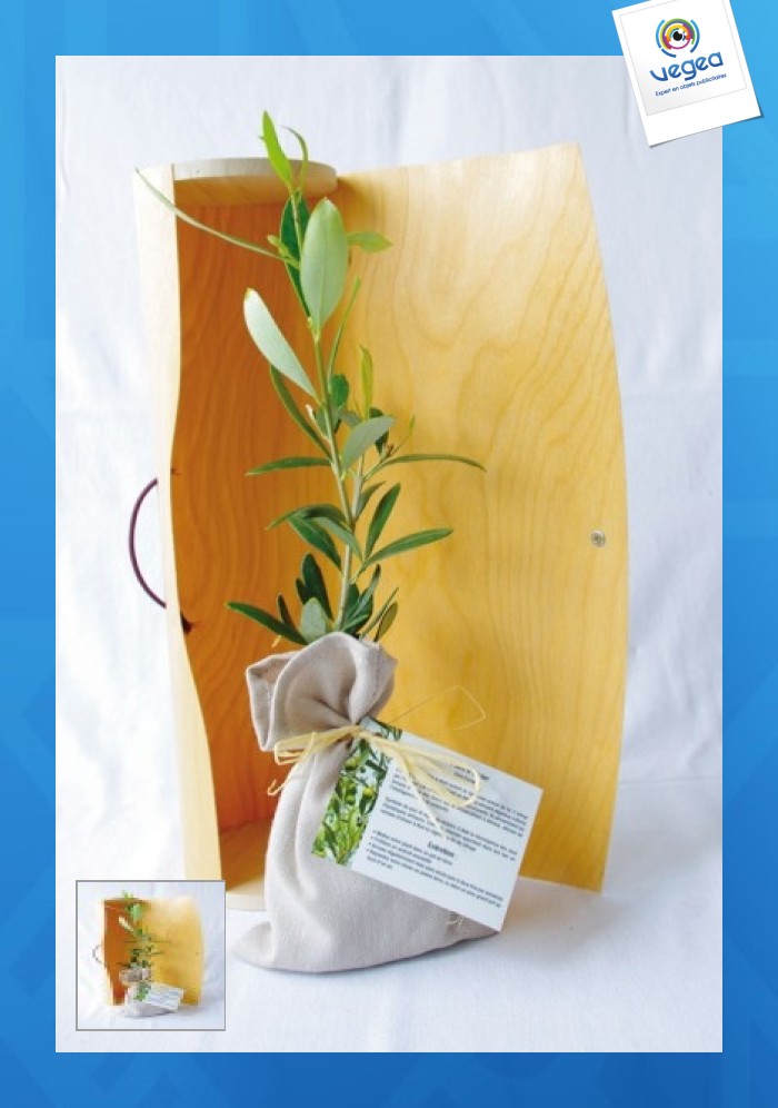 Le plant d'arbre personnalisé en tube bois - résineux