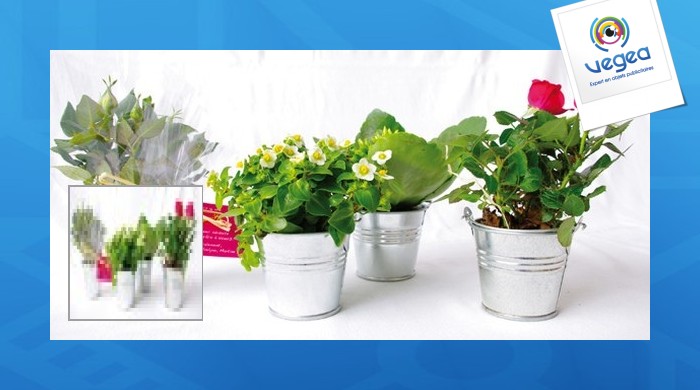 Mini plante promotionnelle en pot zinc