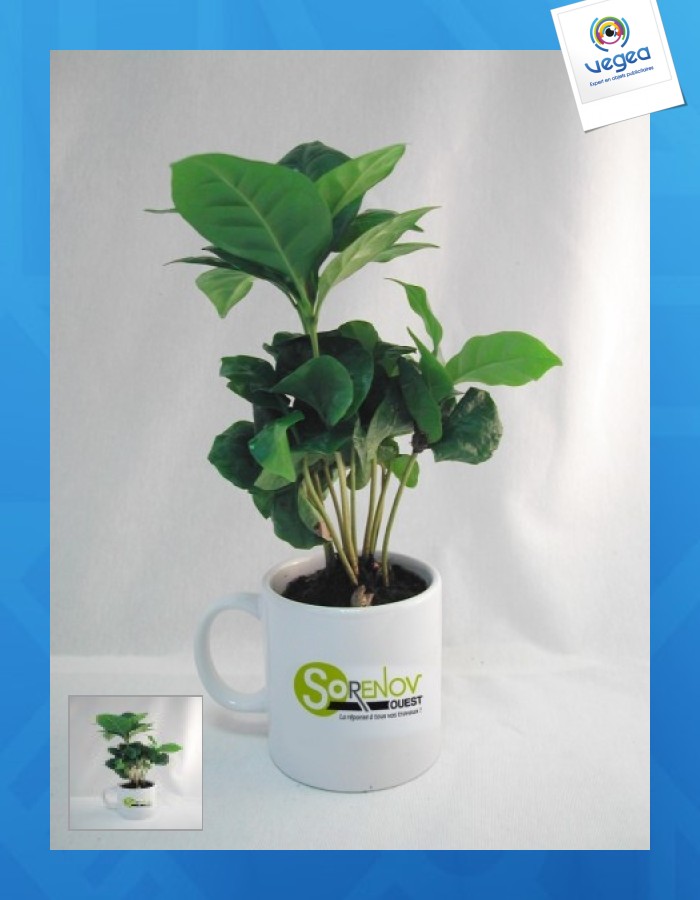 Caféier en mug personnalisable