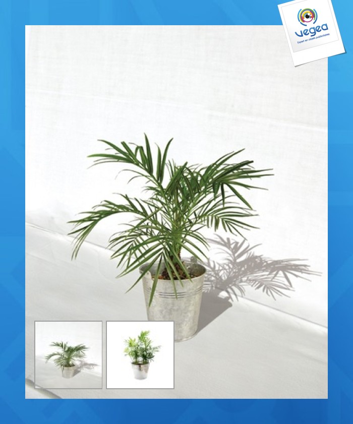 Grande plante personnalisable déco en pot