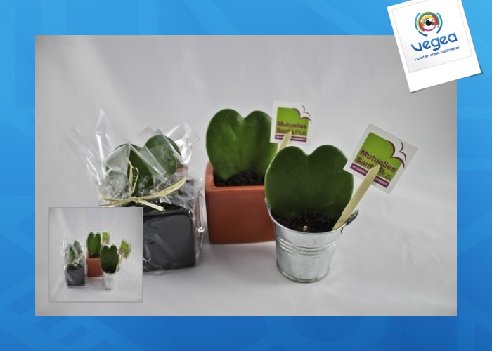 Plante grasse publicitaire coeur hoya