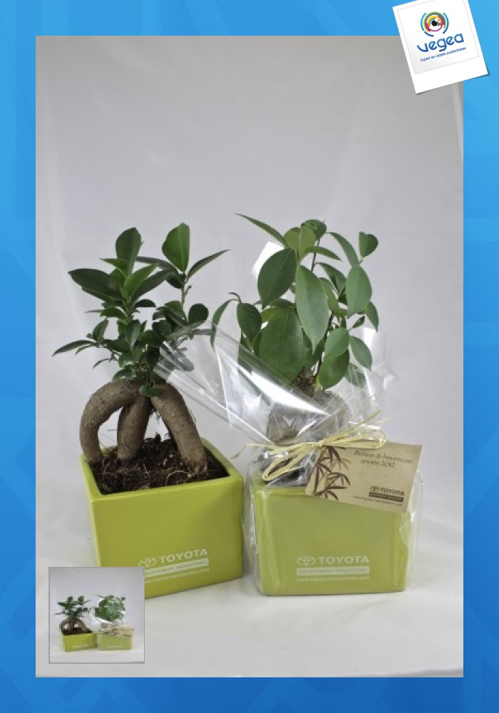 Ficus personnalisé ginseng - grand format