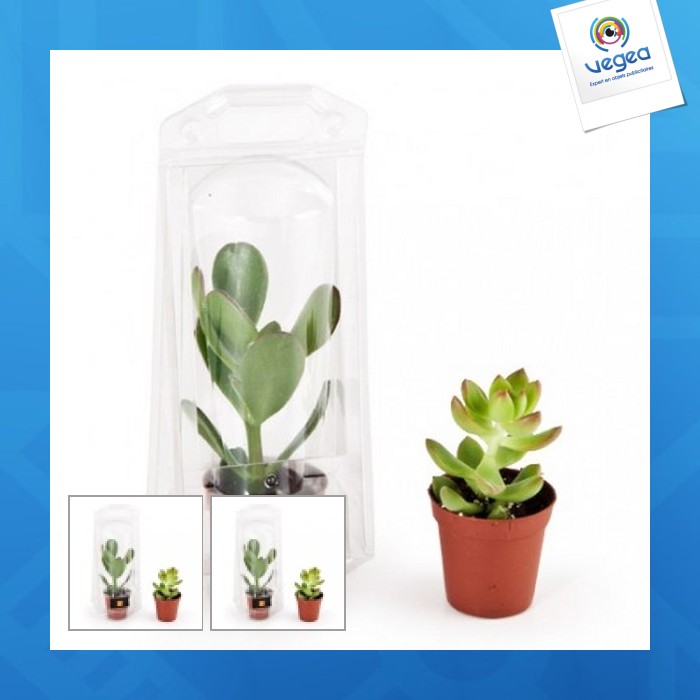 1 plante grasse en serre personnalisable