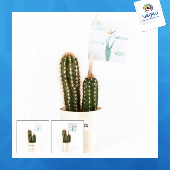 Cactus en pot bois publicitaire