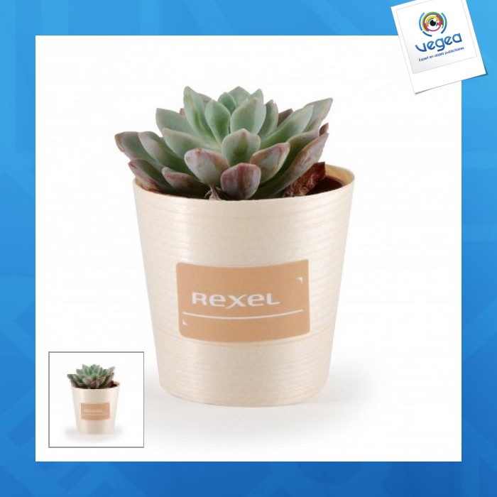 Plante grasse publicitaire en pot bois