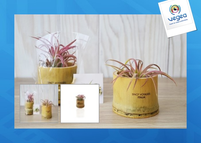 Plante déco dépolluante tillandsia pot bambou