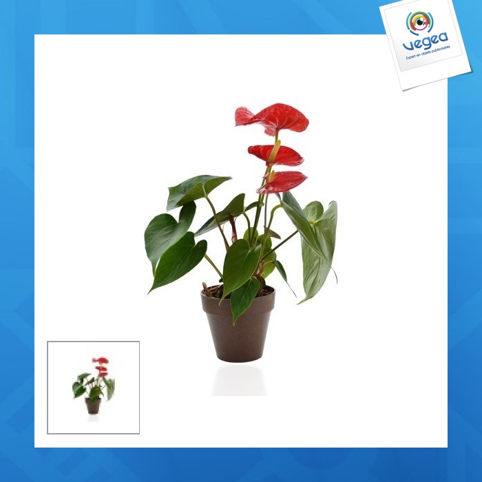 Plante personnalisée déco en pot écolo bambou - biodégradable 10cm