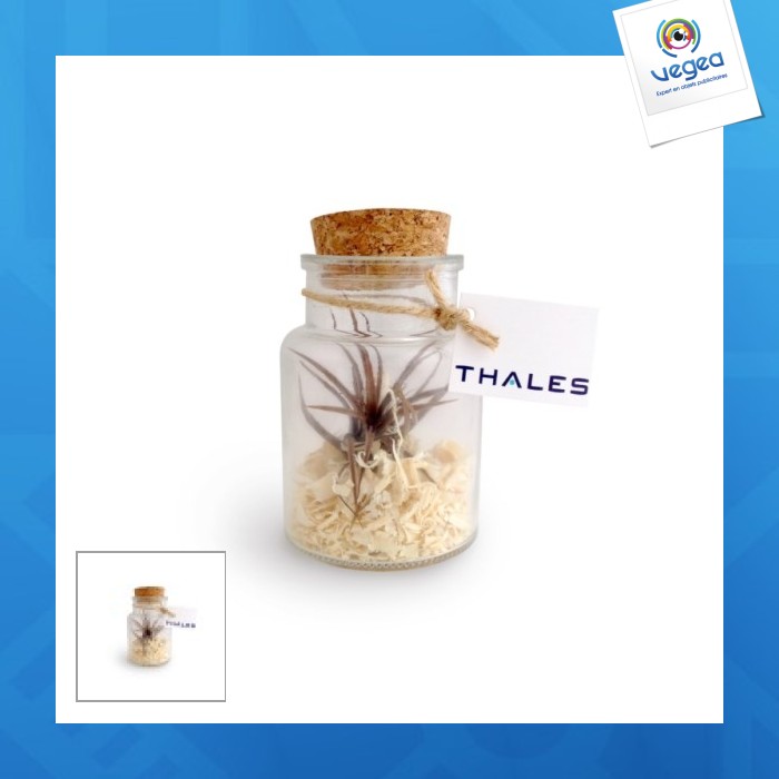 Tillandsia en bouteille 11cm