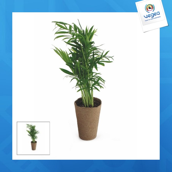 Plante dépolluante personnalisable zéro déchet