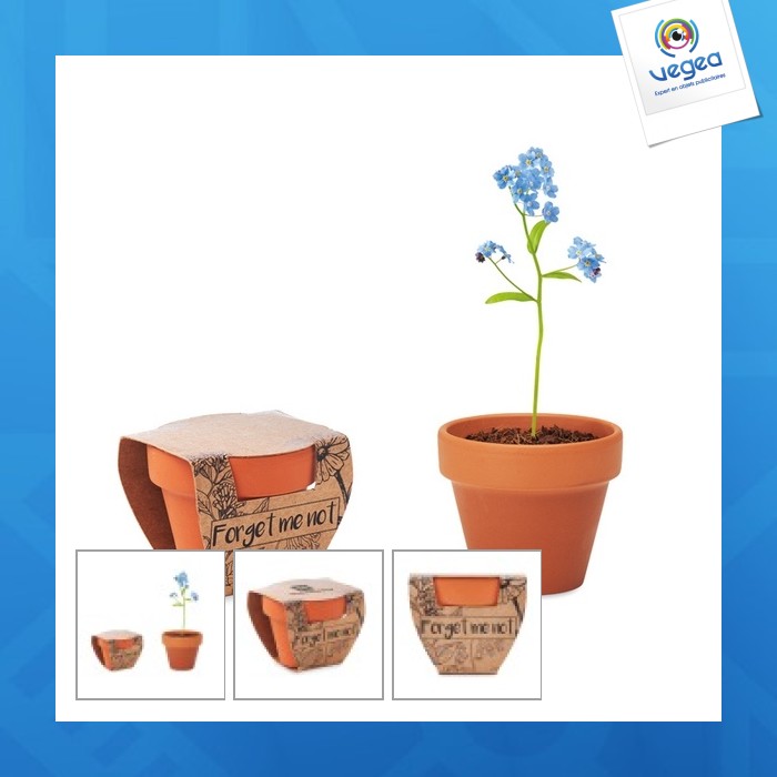 Pot graines de myosotis
