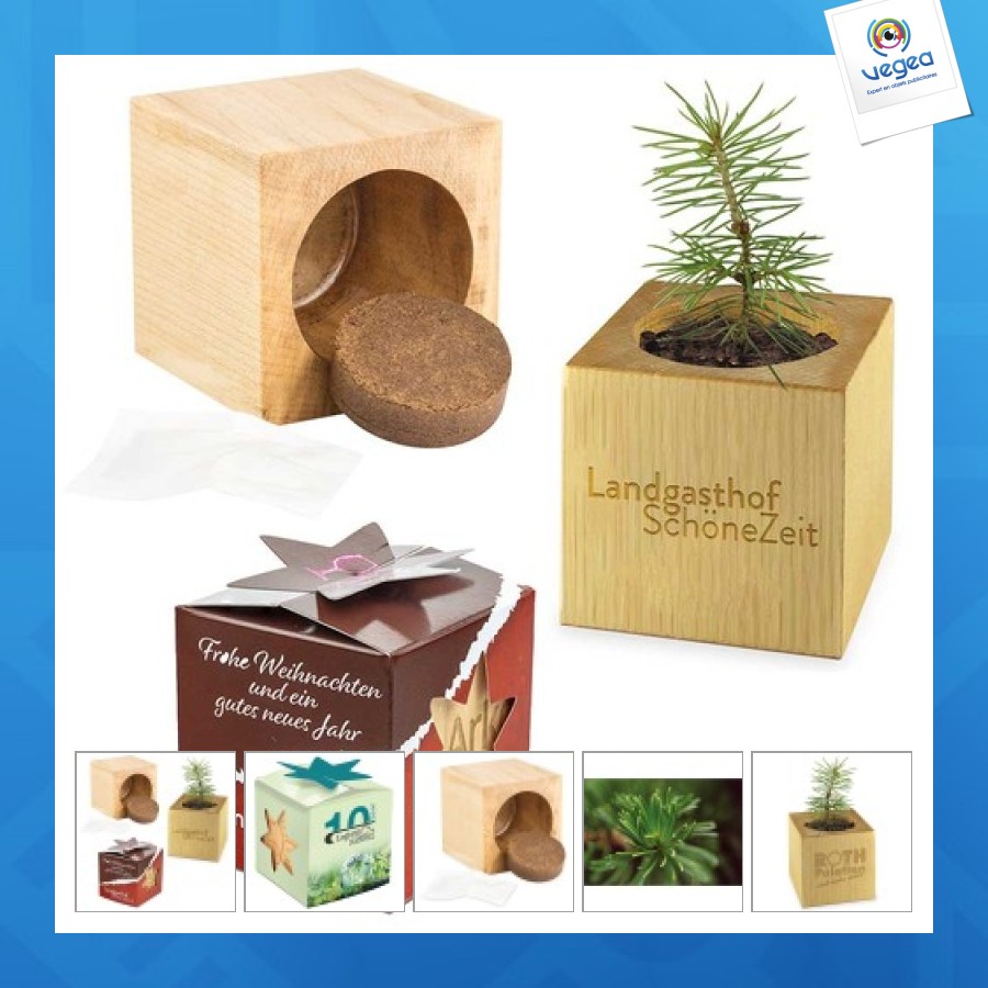 Pot cube bois mini avec graines d'épicéa en boite star-box - epicéa